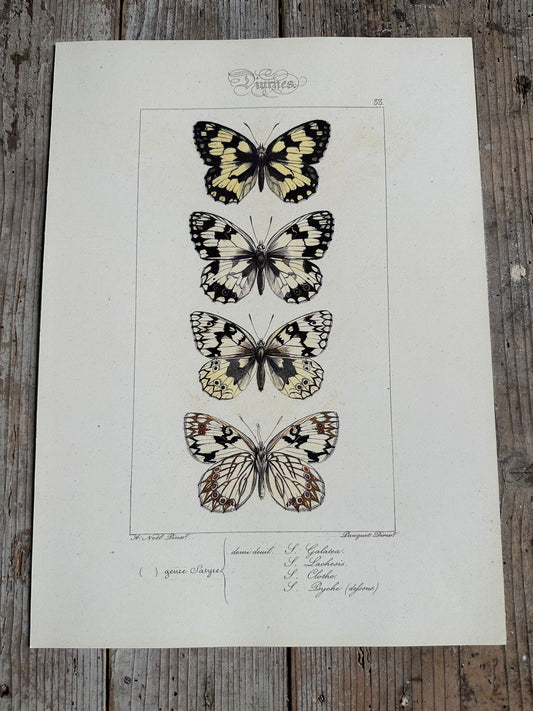 Papillons