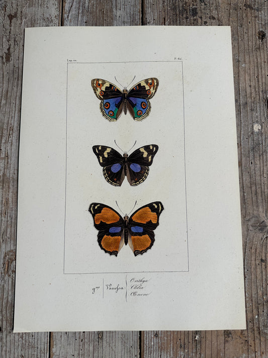 Papillons