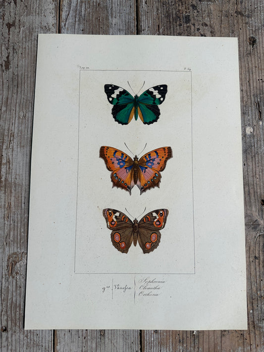 Papillons