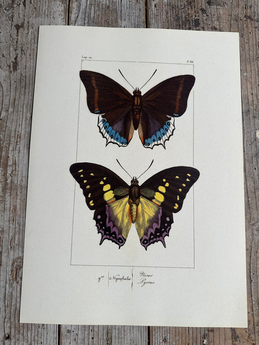 Papillons