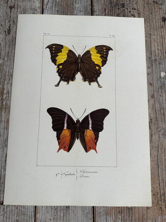 Papillons