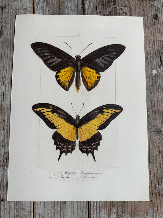 Papillons