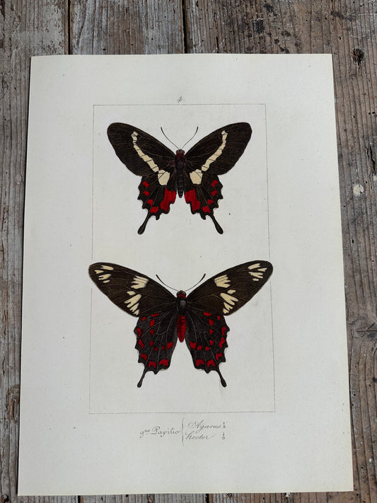Papillons