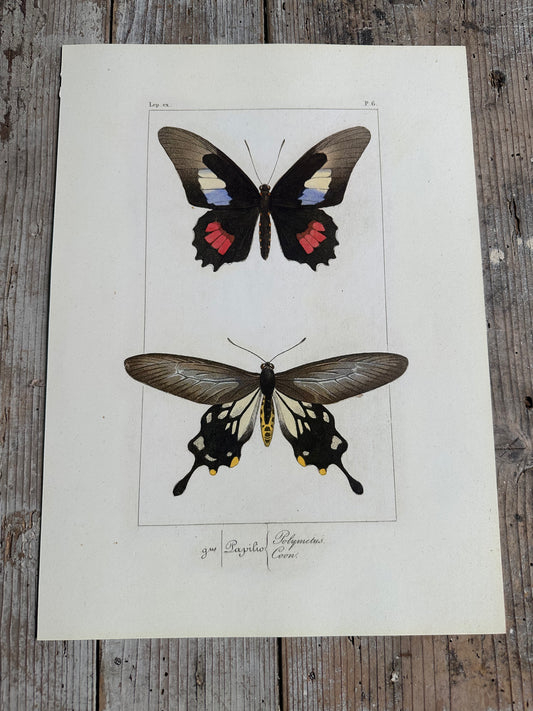 Papillons