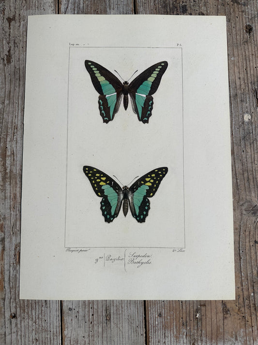 Papillons