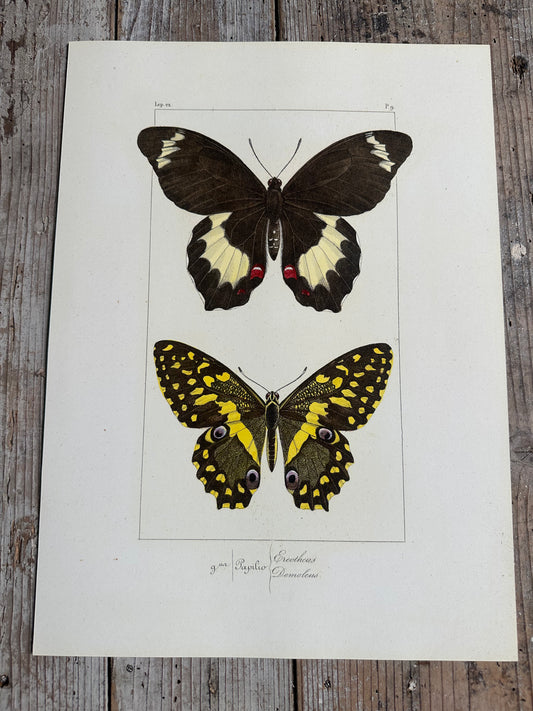 Papillons