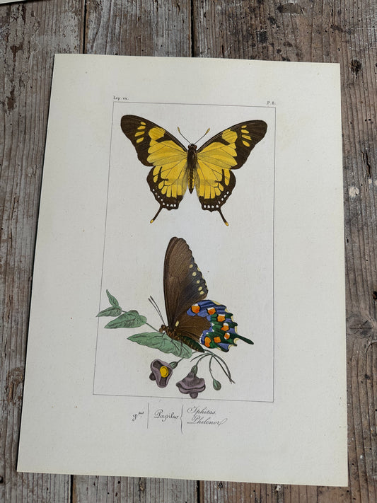 Papillons