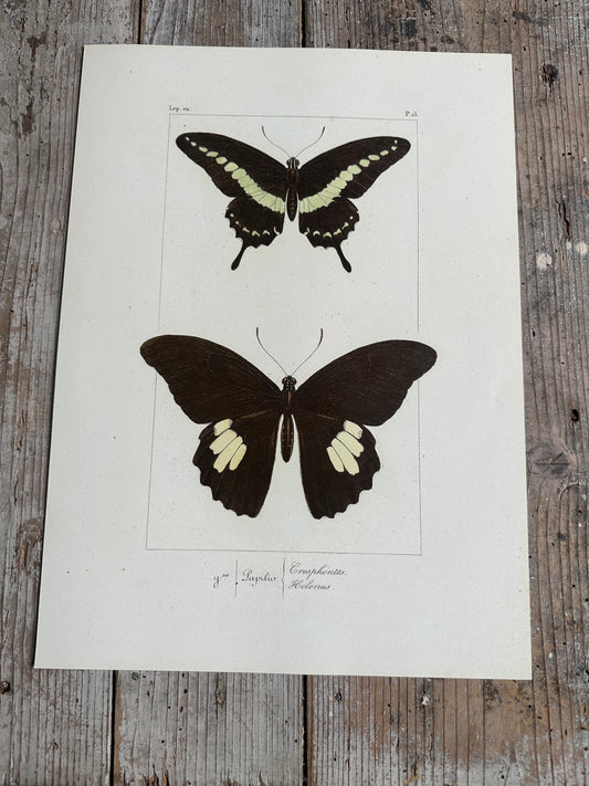 Papillons