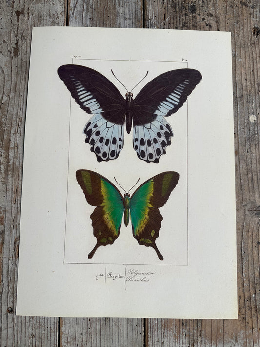 Papillons