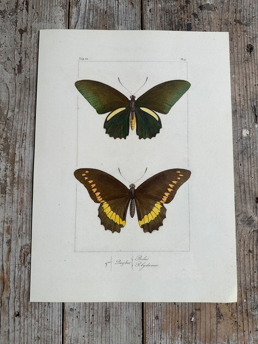Papillons