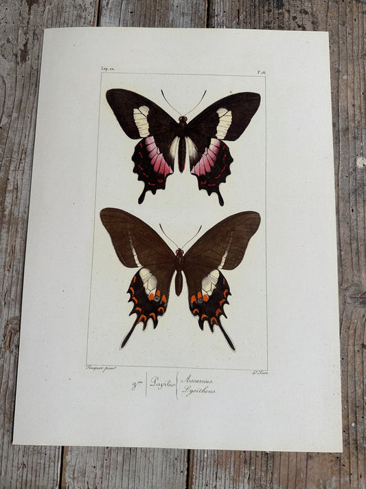 Papillons