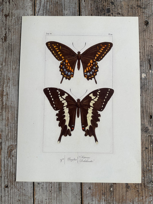Papillons
