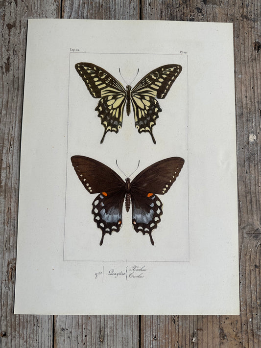 Papillons