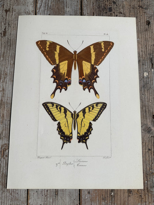 Papillons