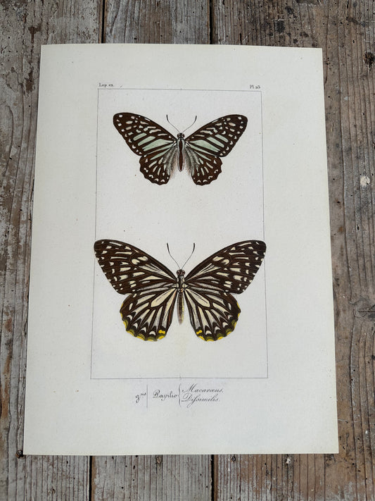 Papillons