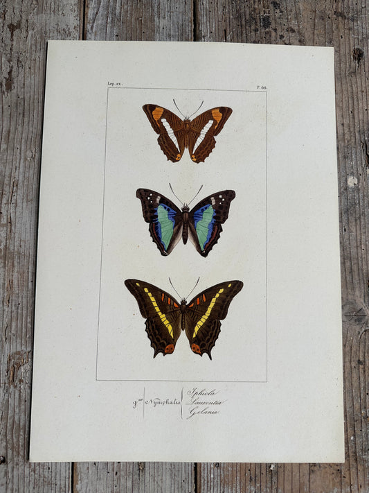 Papillons