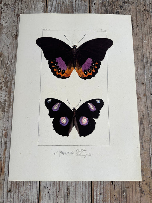 Papillons