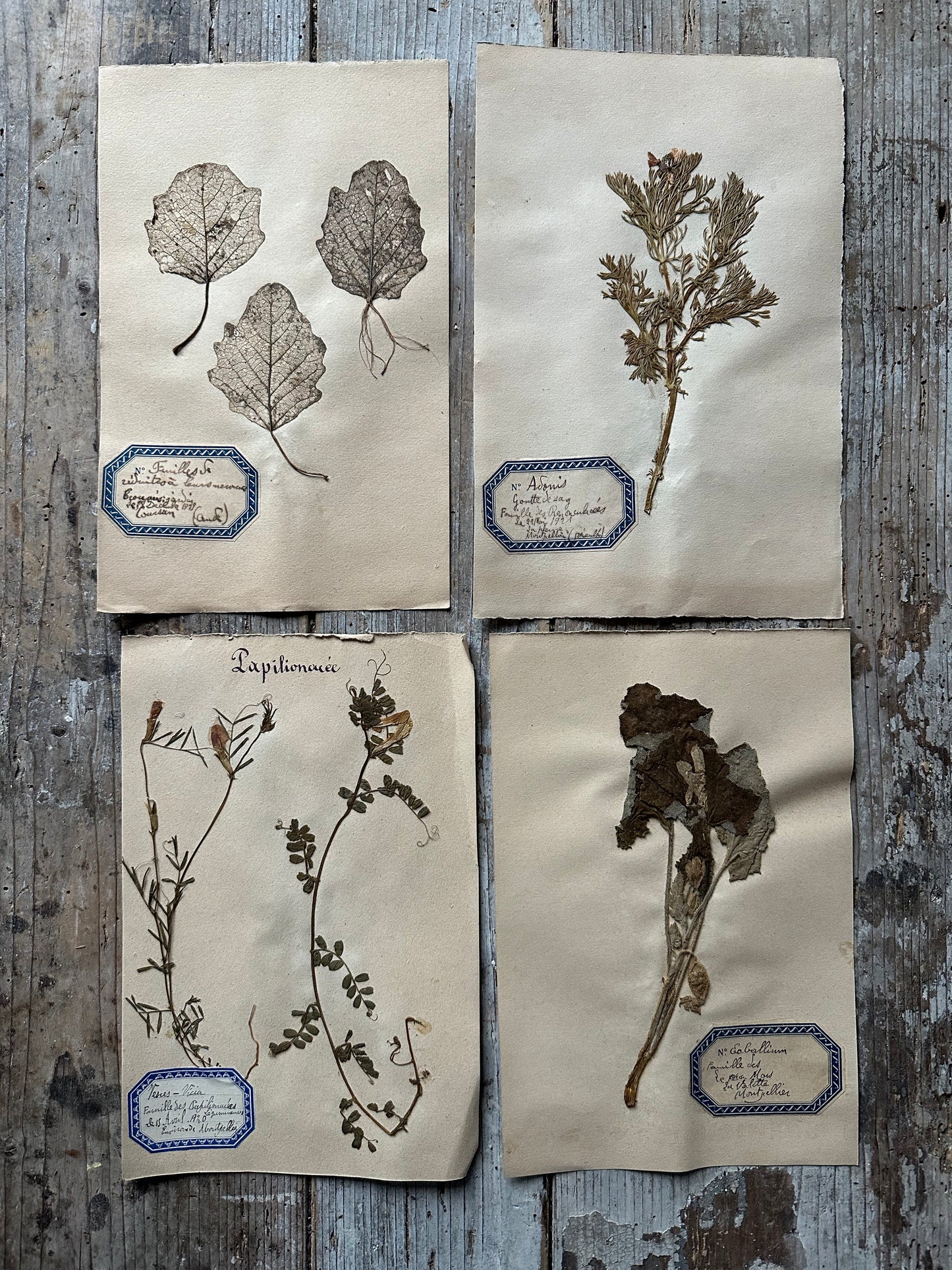 4 herbiers
