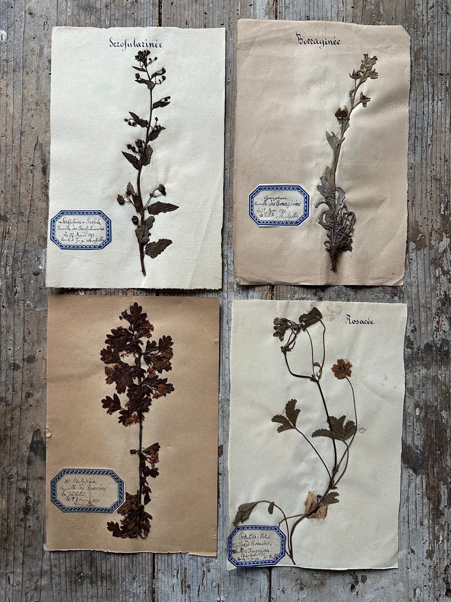 4 herbiers