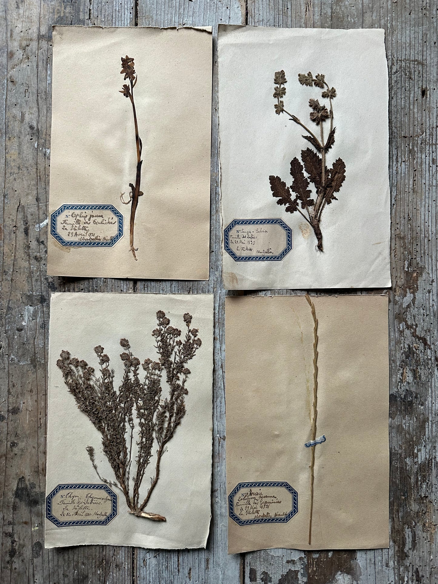 4 herbiers