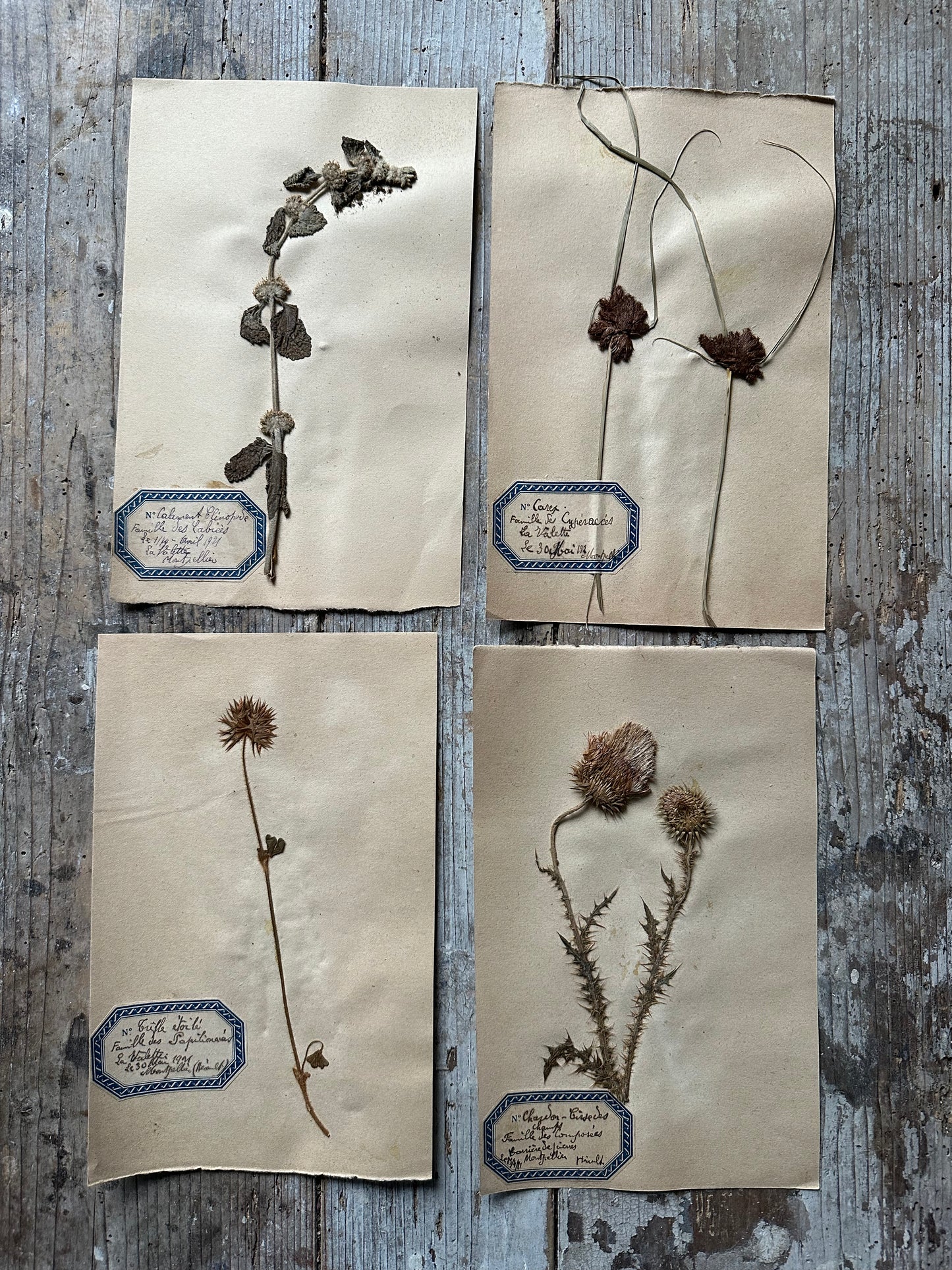 4 herbiers