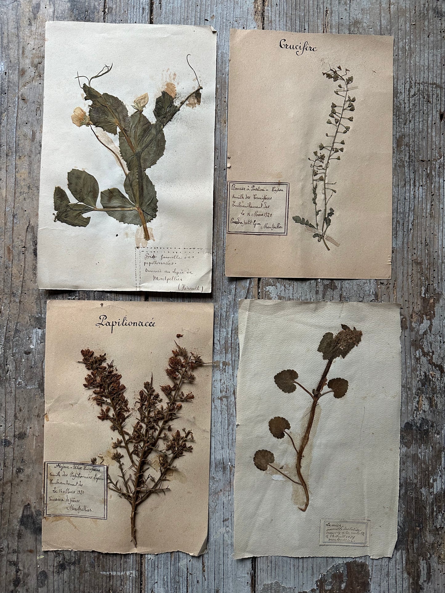 4 herbiers